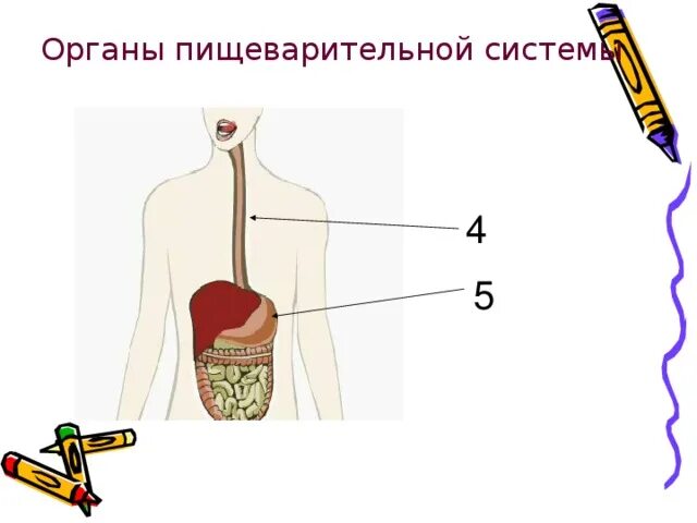 Урок по биологии органы пищеварения 8 класс. Пищеварительная система 8 класс биология. Лэпбук пищеварительная система. Лэпбук по пищеварительной системе.