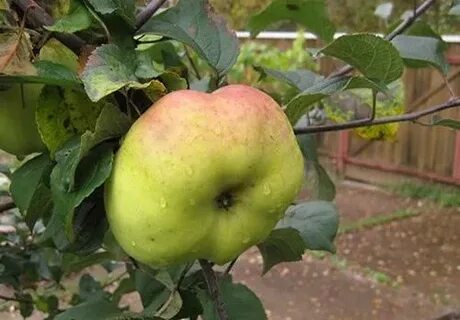 Богатырь сорт яблони характеристики