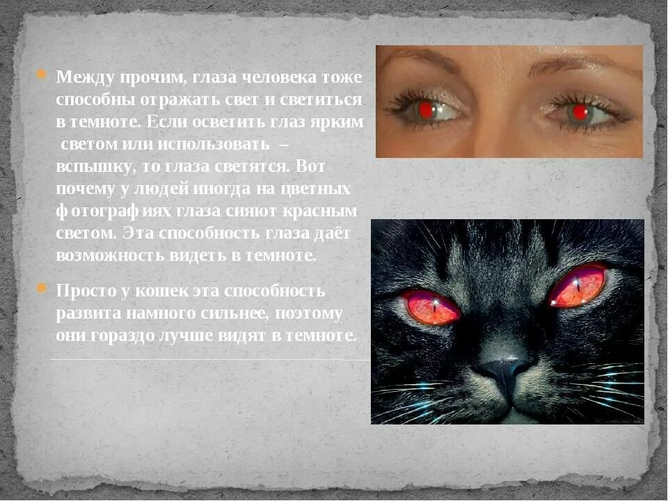 Кошачий глаз светится в темноте. У кошки светятся глаза. У кошки светятся глаза в темноте. Почему у кошек светятся глаза в темноте.