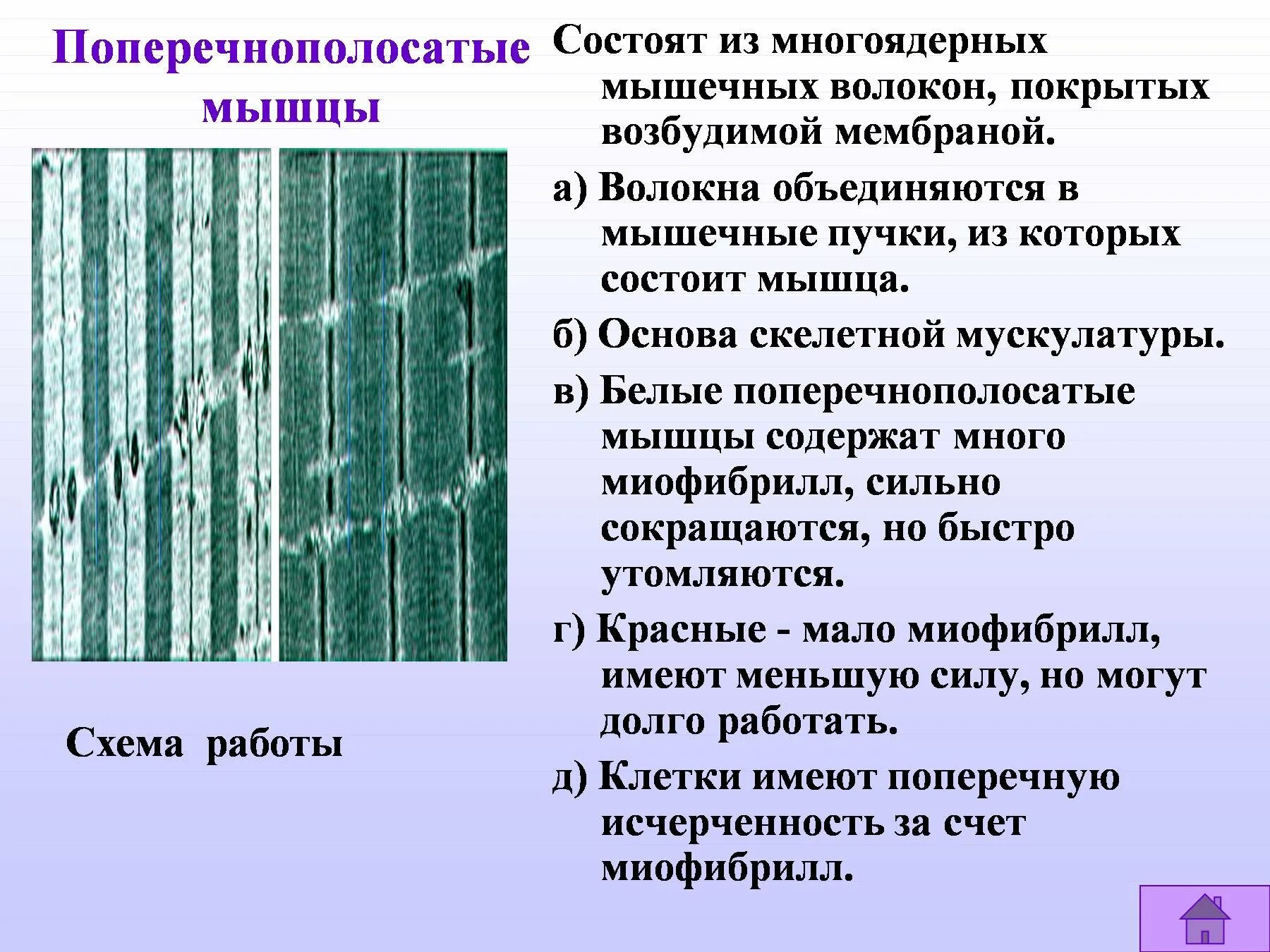 Состоит из клеток имеющих поперечную исчерченность. Поперечно Скелетная мышечная ткань. Волокна поперечно-полосатой мышечной ткани. Поперечнополосатые мышцы. Поперечно полосатое мышечное волокно.