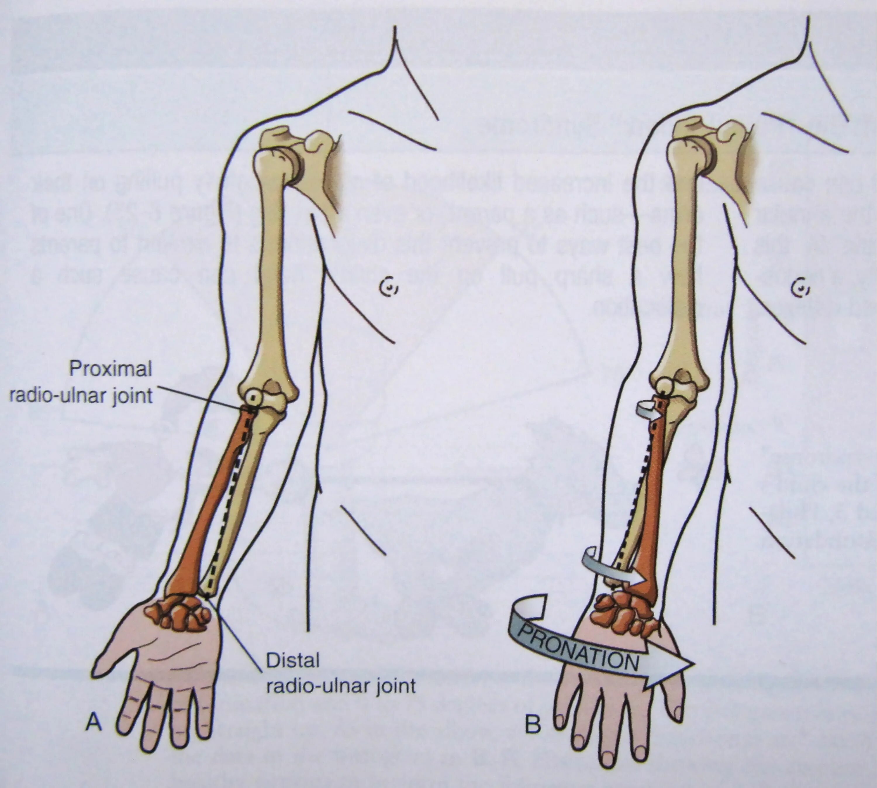 Лучевая кость на руке анатомия. Супинация и пронация лучевой кости. Лучевая кость на руке предплечье. Супинация кости предплечья.
