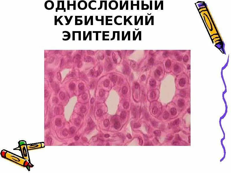 Кубический эпителий строение и функции. Многослойный кубический эпителий. однослойный кубический эпителий. однослойный кубический эпителий гистология. однослойный кубический эпителий канальцев почки.