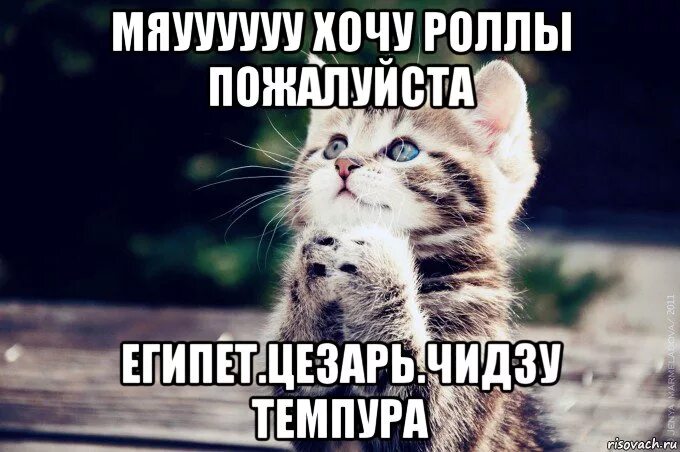 Мама я хочу мем. Мяуууууу. Хочу роллы Мем. Мама хочу роллы. Кот и роллы Мем.