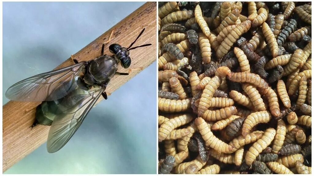 Муха черная львинка hermetia illucens. Odontomyia ornata. Муха солдатик. Sting bug black. Личинка мухи львинки.