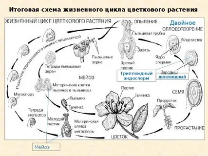Жизненный цикл семян растений
