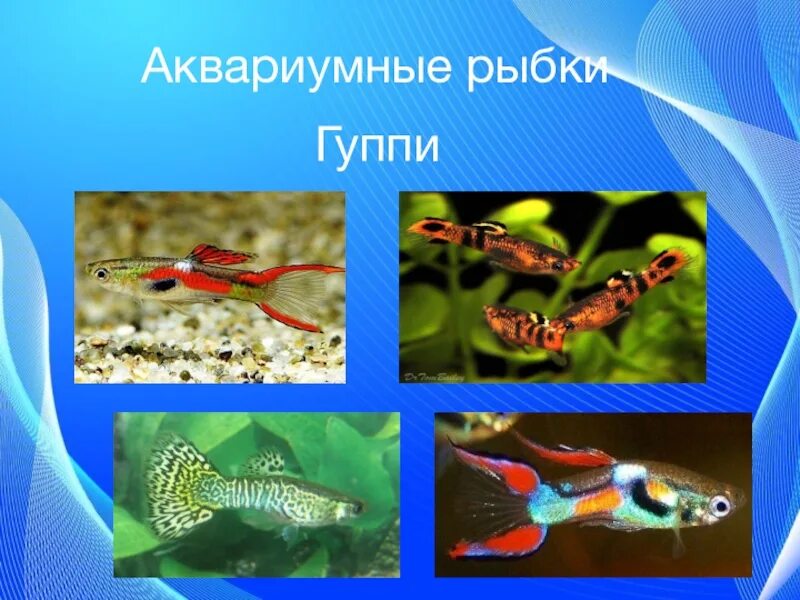 Гуппи слайд. Рыба среди водорослей. Рыбки в аквариуме среди водорослей. Тема недели аквариумные рыбки.