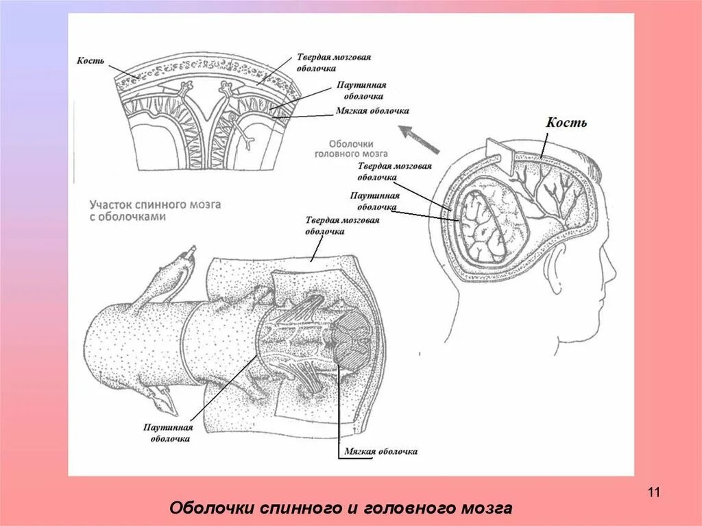 Оболочки защищающие мозг. Оболочки головного и спинного мозга. Строение оболочки головного мозга и спинного мозга. Функции оболочек спинного и головного мозга. Твердая мозговая оболочка головного мозга схема.