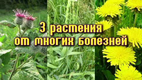 Корень пырея лопуха