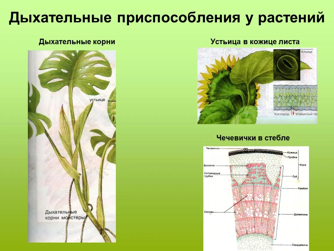 Дыхание растений устьица чечевички корень. Приспособления растений. Дыхательные приспособления у растений. Приспособления у растений корни.