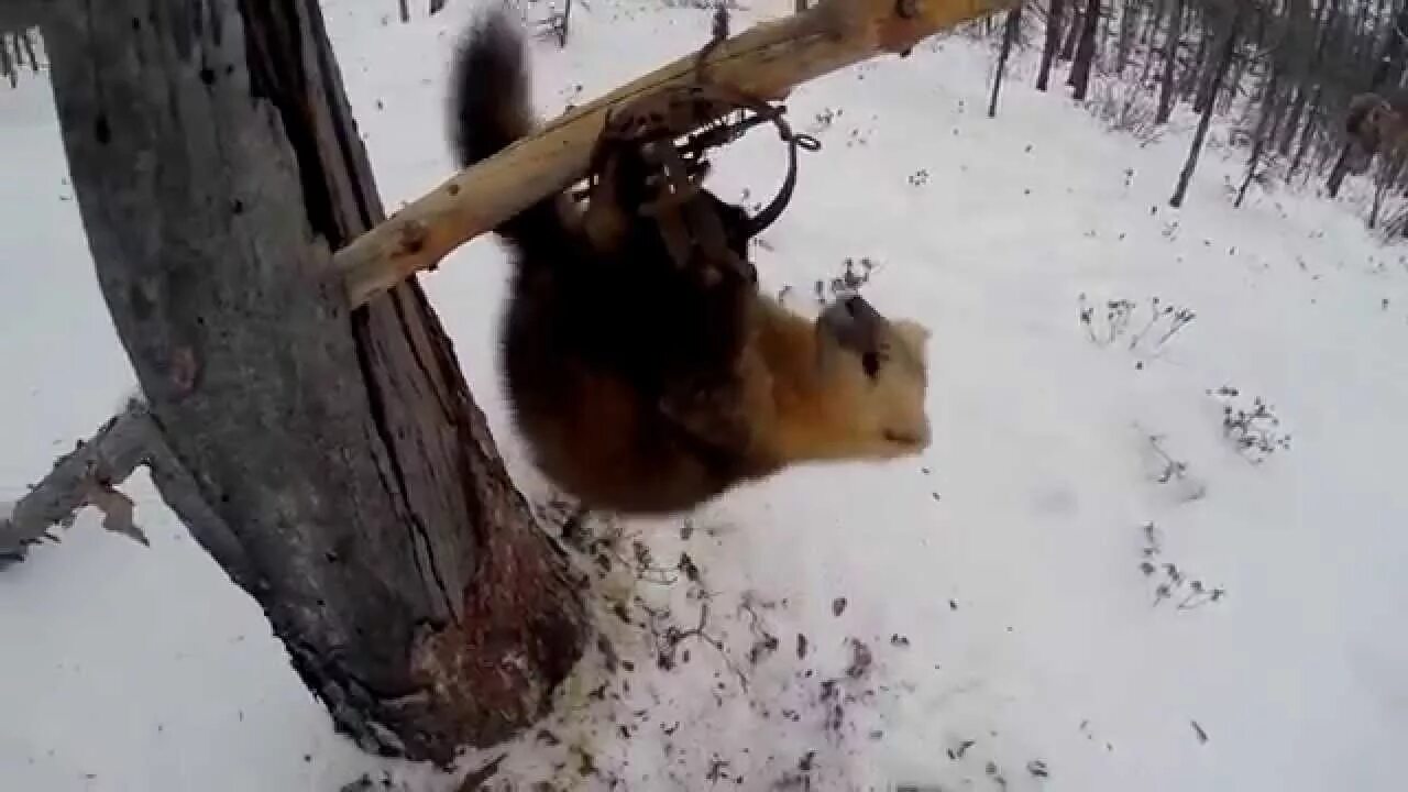 Охота на соболя самоловами. Охота на куницу соболя. Охота на соболя капканами в Якутии. Охота на соболя 2023.