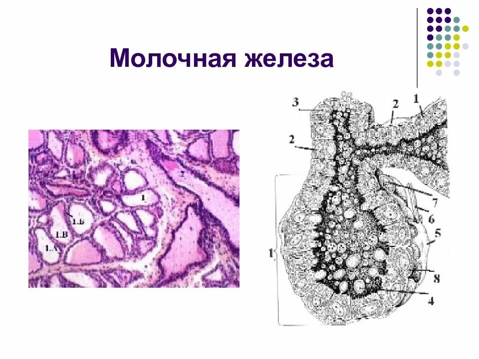 4 женская половая железа