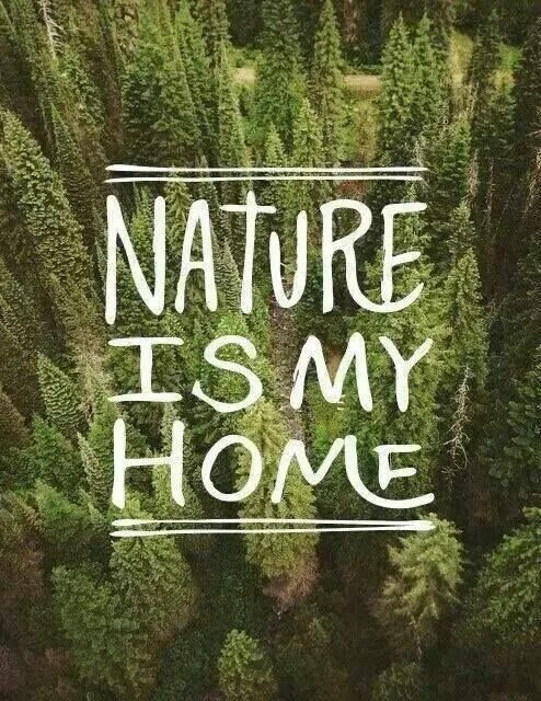 This is nature. Wild by nature. This is nature. Films were nature is used. Лес горы.