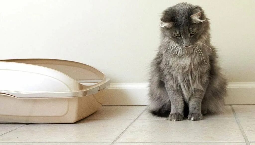 Кошка нагадила мимо лотка как думаешь. Кот метит. кот возле лотка. запах кошачьей мочи.