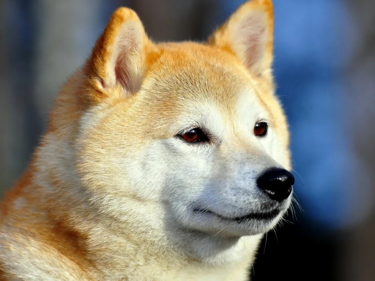 Японская собака 4 буквы. Акита-ину. Акиа Неру. Японская Акита ину. Японская лайка Акита.