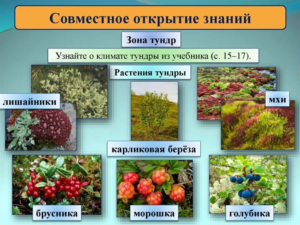 Растительный мир тундры 4 класс окружающий мир. Растения тундры тундры 4 класс окружающий мир. Растения тундры ягель. Растительность тундровой зоны. Мох в какой природной зоне