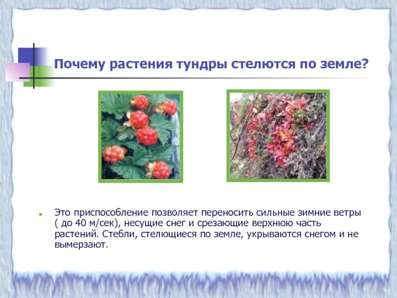 Сообщение о растении тундры 4 класс окружающий. Растения тундры. типы растений в тундре. сообщение о растении тундры. сообщение растительность тундры.