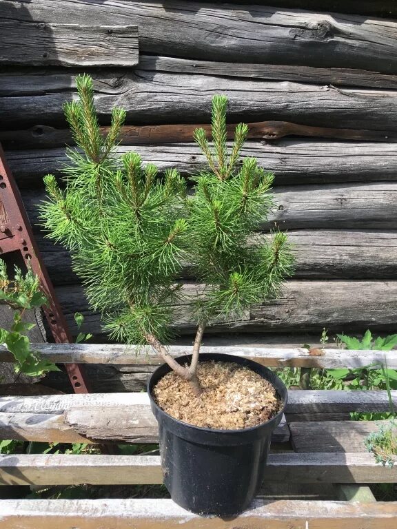 Продам хвойная. Саженец сосны Мугус в два года. Туя Мугус потемнела. Декоративная сосна в горшке. Лиственница декоративная низкорослая.