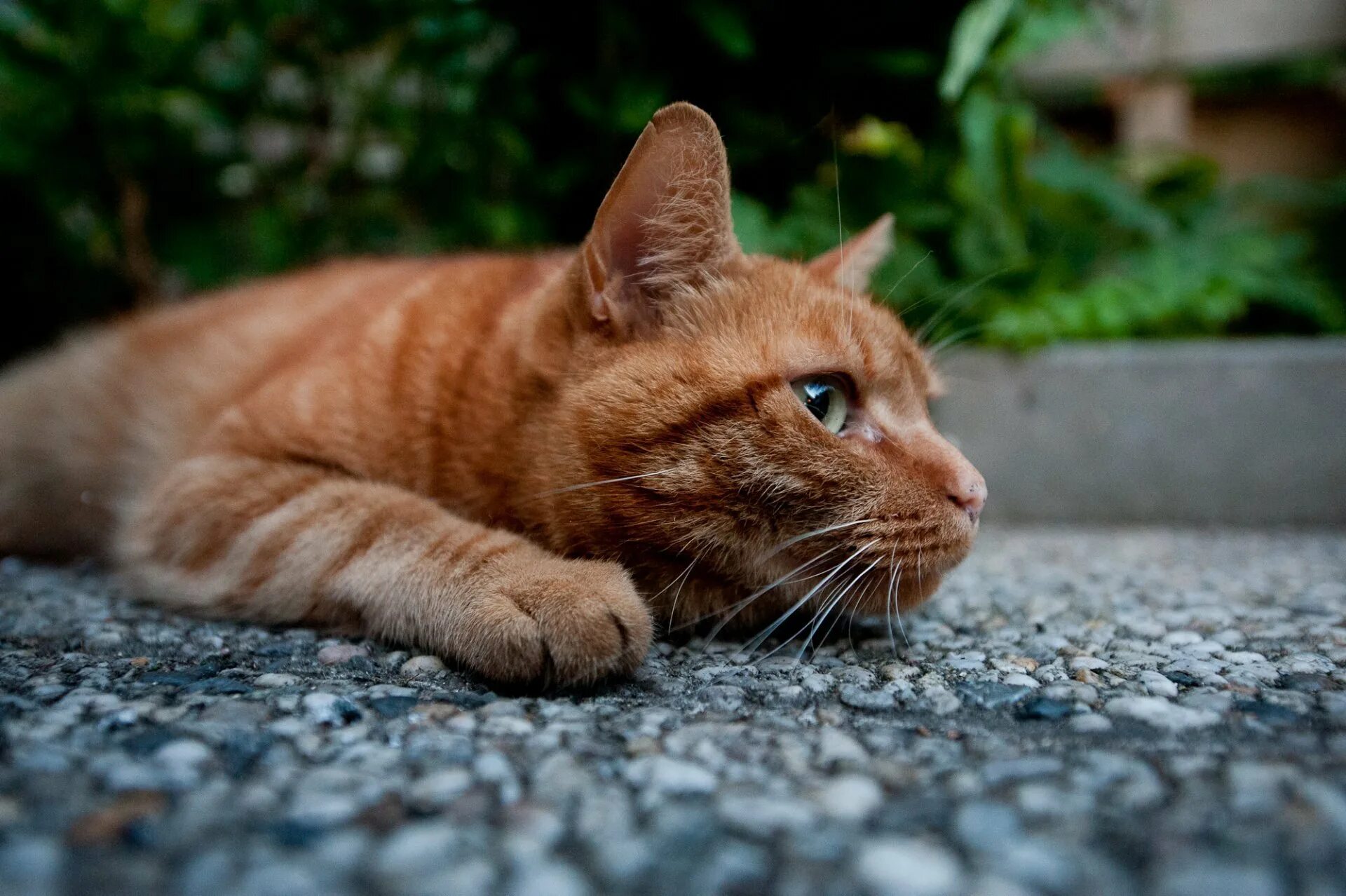 Картинки котов. Рыжий кот. Рыжая кошка. Рыжий котик. Красивый рыжий кот.