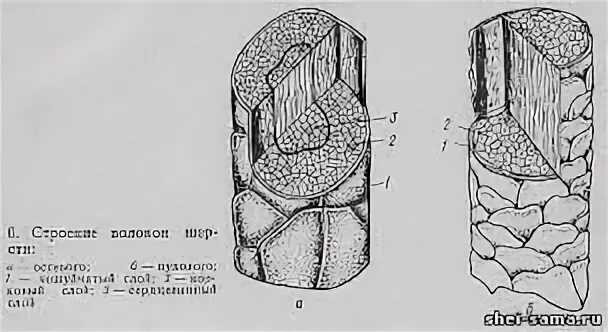 Слой шерстяного волокна