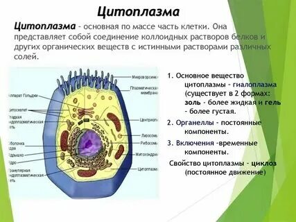 Какой органоид в цитоплазме всех живых организмов
