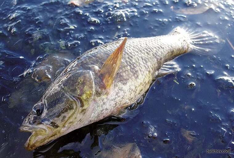 Окунь ротан рыба ротан. Ротан рыба. Рыба головешка сканворд 5. Рыба головешка сканворд 5. Рыба ротан описание.