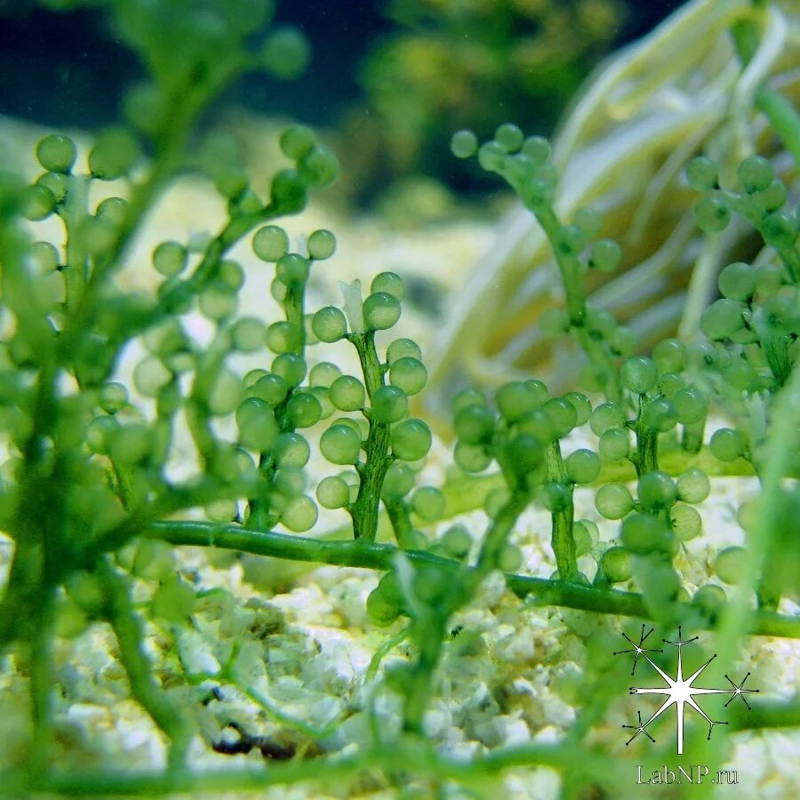 Семейство водорослей. Каулерпа Виноградная. Каулерпа водоросль. Каулерпа (Caulerpa lentillifera) – «морской виноград». Водоросль каулерпа Япония.