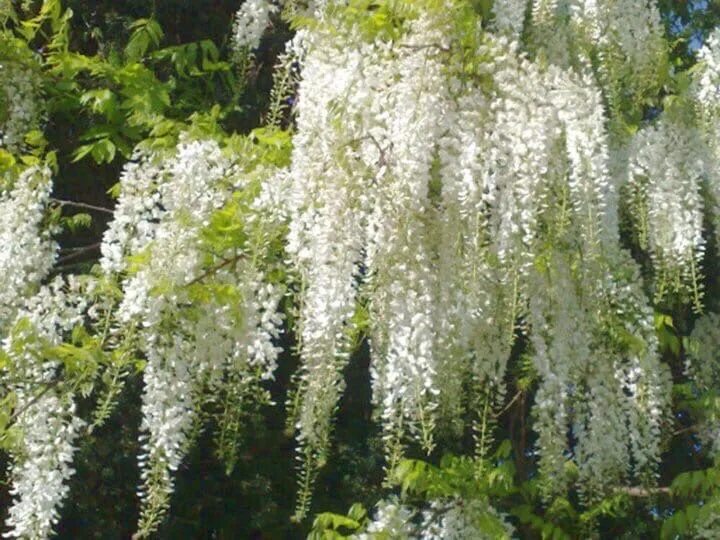 Глициния белая дерево. Глициния флорибунда белая Wisteria floribunda Alba. Глициния белая фото. Глициния белая