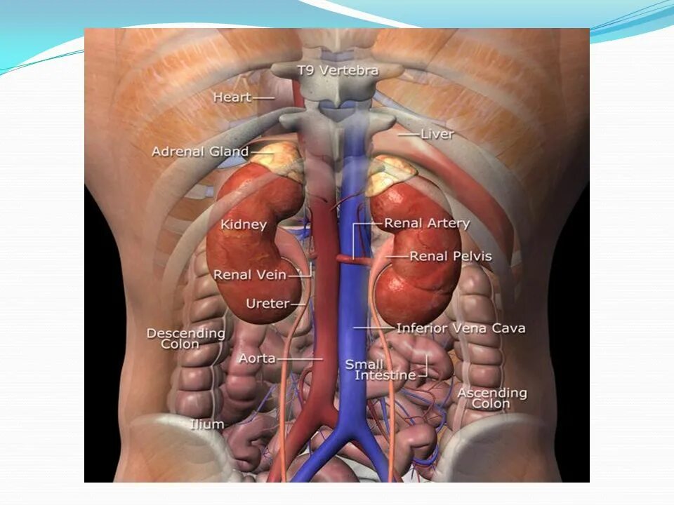Местоположение почек в организме. Анатомия человека внутренние органы почки. Почки у человека расположение. Анатомическое расположение почек. Анатомическое расположение почек у человека.