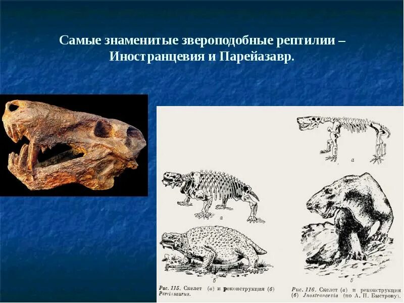 Звероподобные пресмыкающиеся. Звероподобные зверозубые рептилии. Иностранцевия размножение. Иностранцевия и Парейазавр. Иностранцевия группа пресмыкающихся.