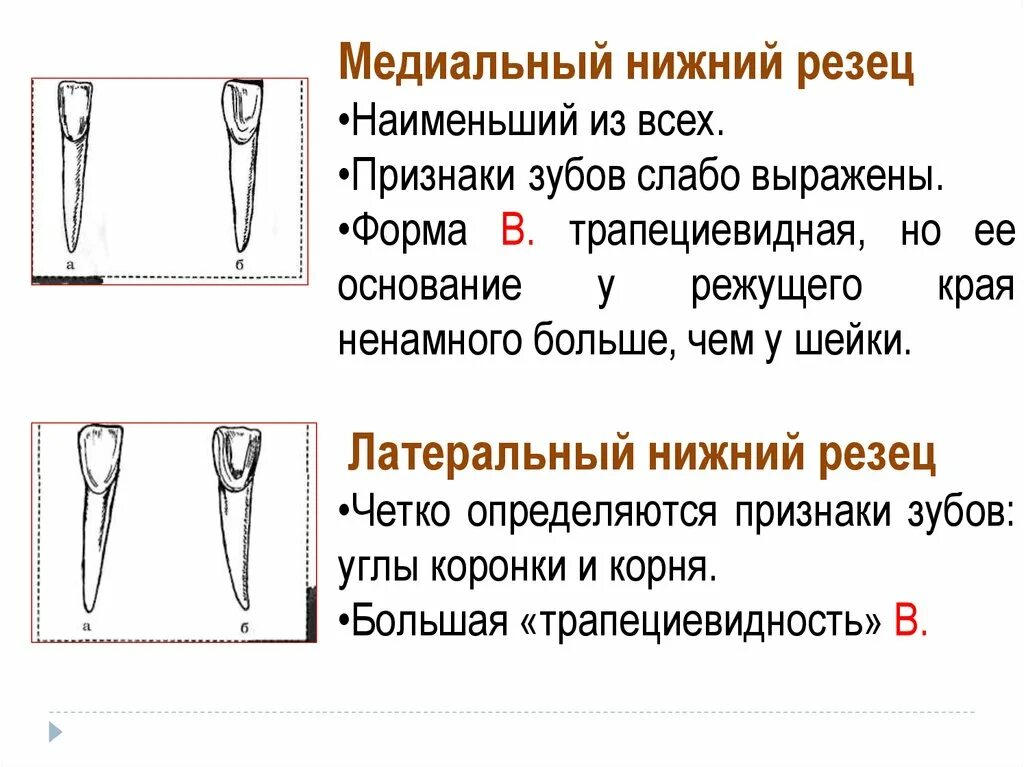 Строение резцов. Медиальный наклон центральных резцов. медиальный нижний резец в проекциях. медиальный и латеральные нижние резцы.. верхний медиальный резец.