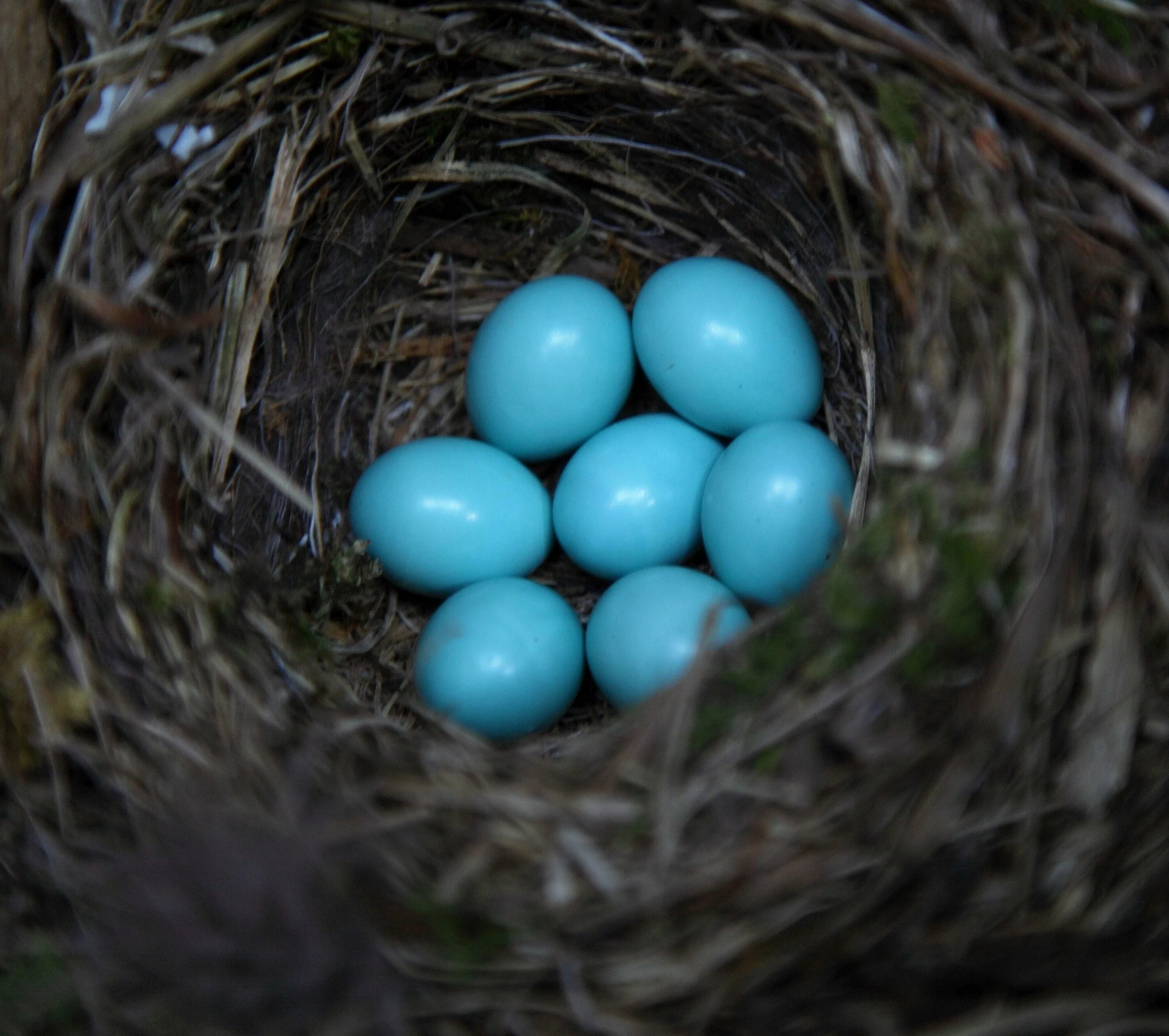 Какого цвета яйца птиц. Обыкновенная горихвостка гнездо. Яйца горихвостки обыкновенной. Горихвостка гнездо и яйца. Горихвостка птица гнездо.