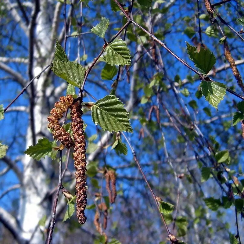 Берёза бородавчатая (Betula verrucosa). Береза повислая цветение. Повислая берёза Дальневосточная. Betula pendula почки.
