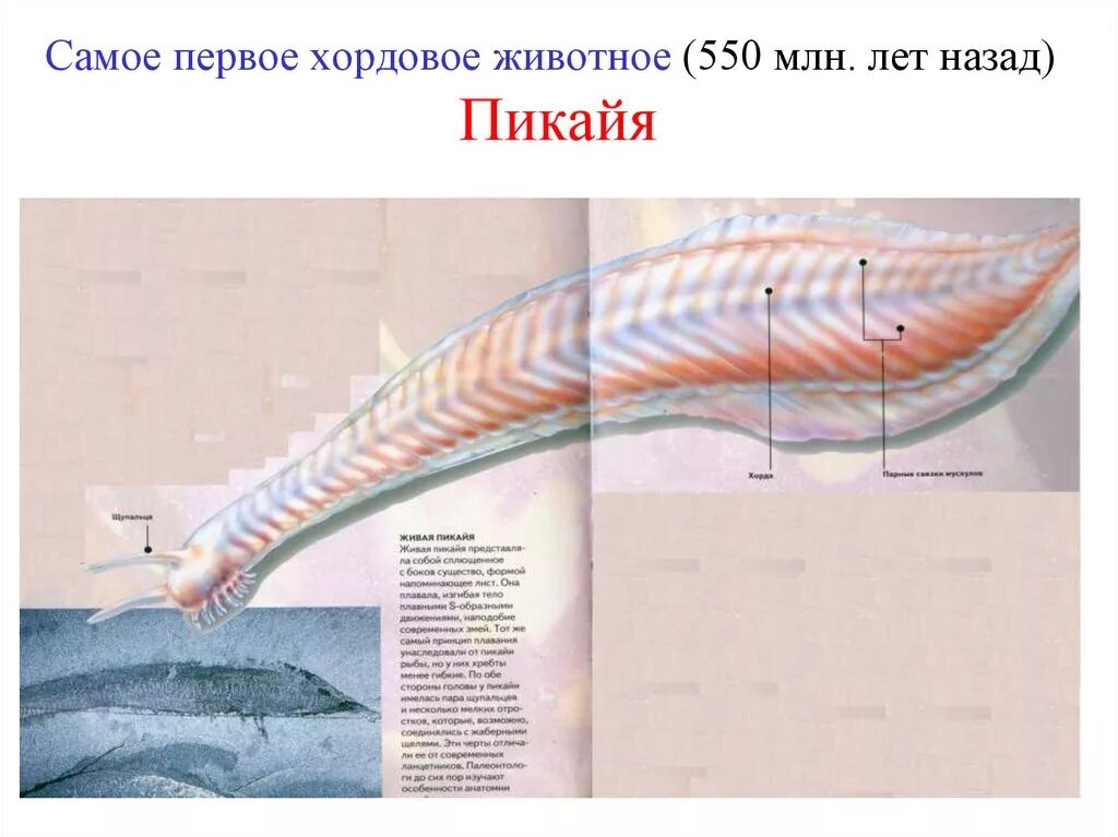 1 хордовые животные
