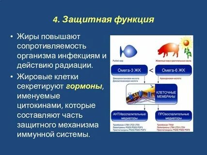 Положительная роль жира в организме