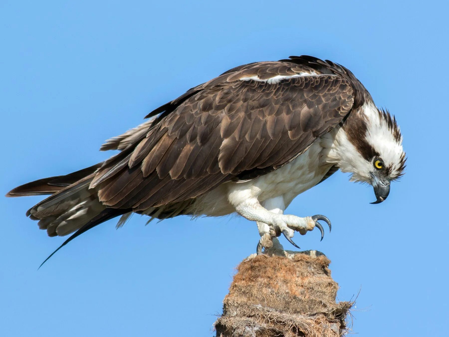 Скопа красная книга. Скопа (Pandion haliaetus). Скопа (Pandion haliaetus l.). Птица рыболов Скопа. Голова скопы.