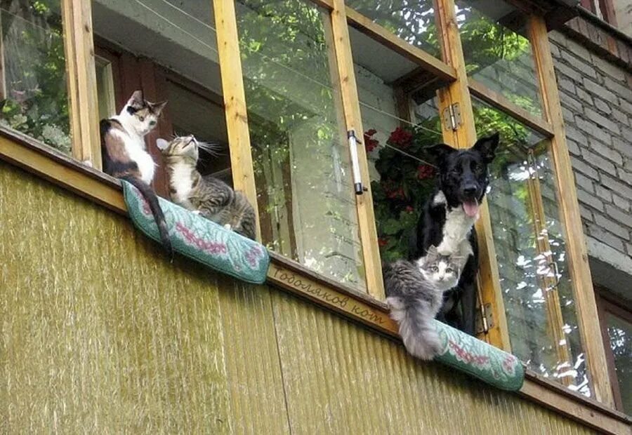 Конь на балконе. Прикольный балкон. кот на балконе. балкон для кошек. балкон для кошек на окно.