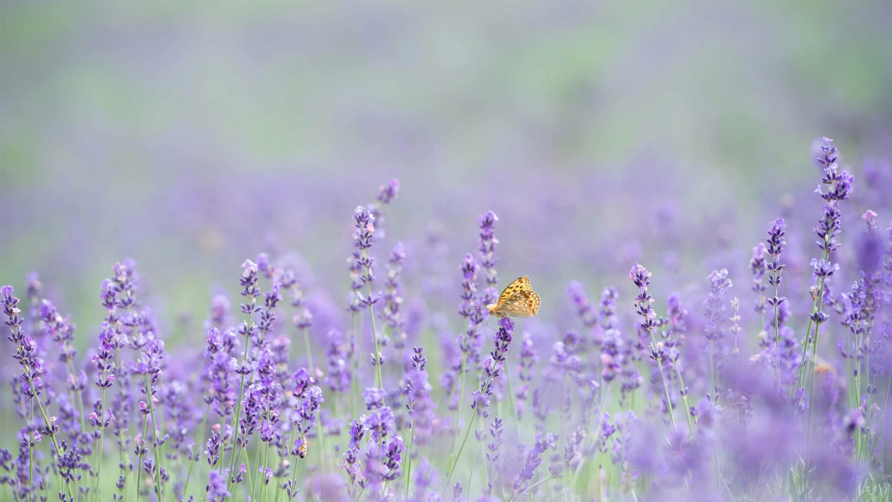 лаванда крымская синева. цветы сирень лаванда. цветы в пастельных тонах. лаванда джавелин роуз. лаванда фон.