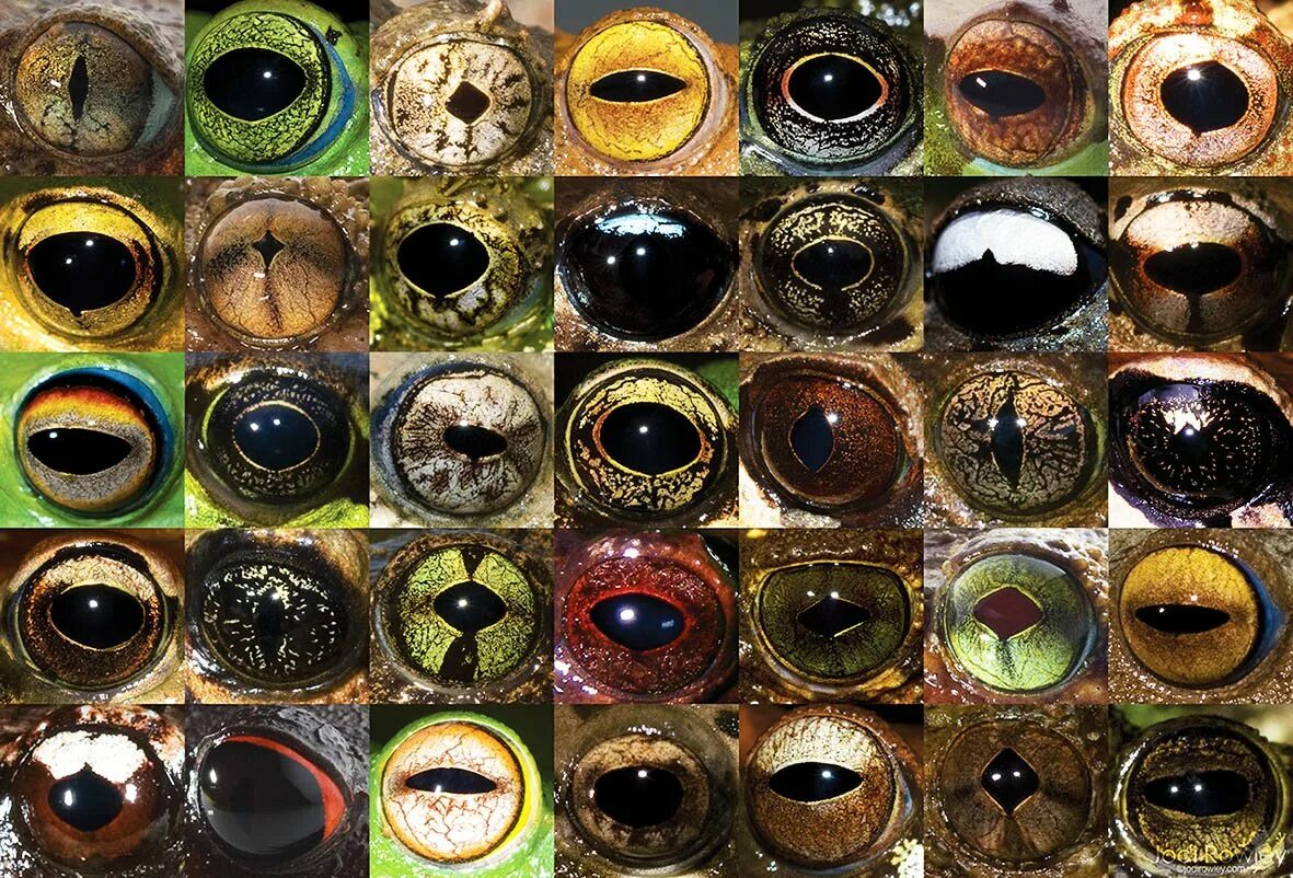 Глазки бывают. Зрачки лягушки. Глаза животных. Необычные глаза. Глаза Жабы.