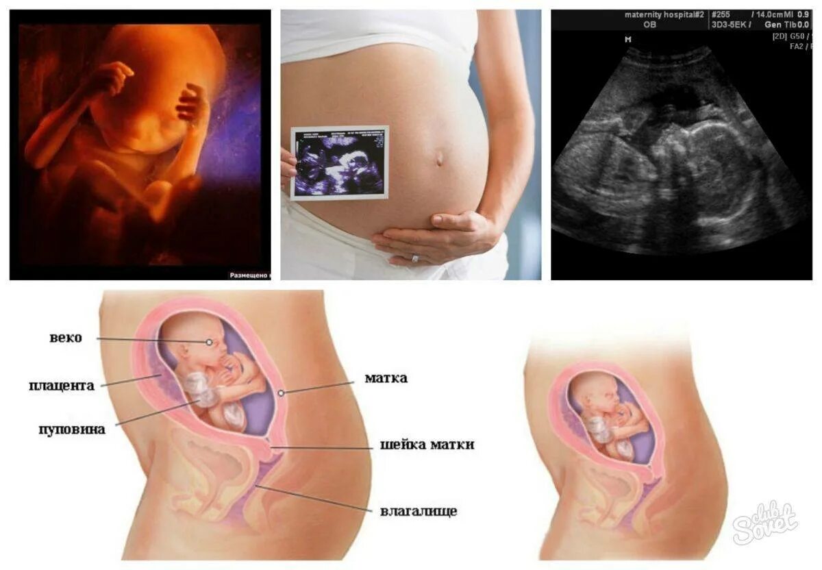 Зародыш на 22 недели беременности. Ребёнок 22 неделя беременности в животе. Как выглядит 22 недельный ребенок в животе. Как выглядит зародыш 22 недели. 22 неделя беременности тянет