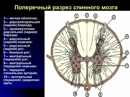 Задние рога боковых