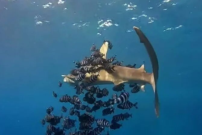 Акулы в Красном море Шарм-Эль-Шейх.