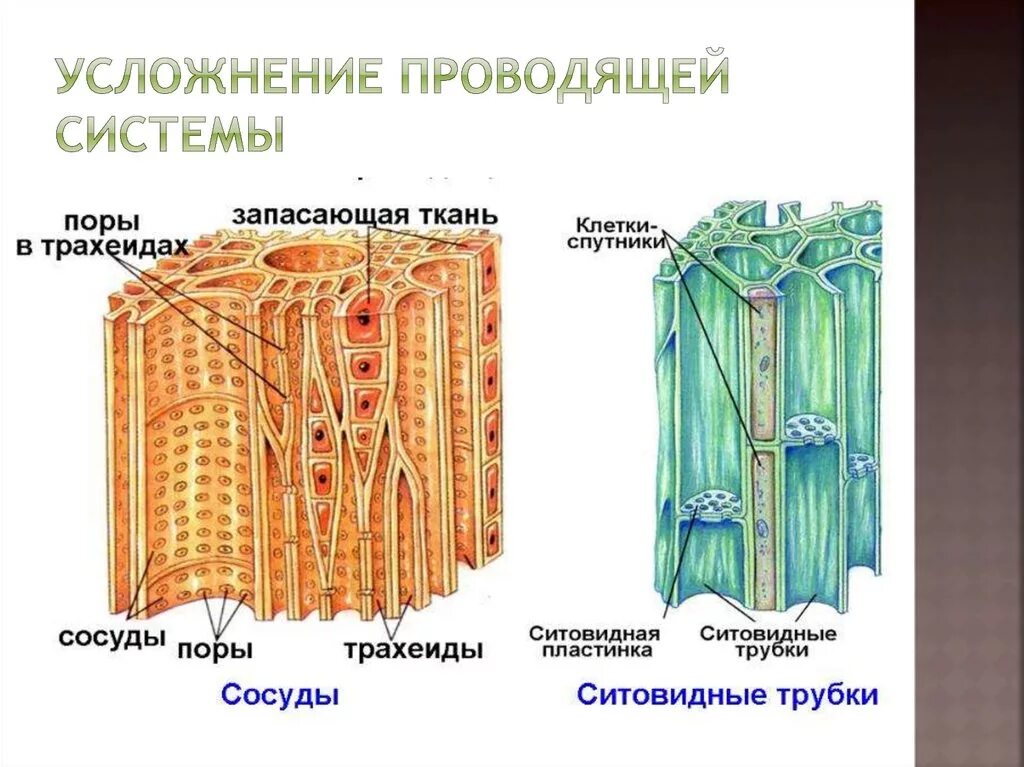 Проводящие ткани растений ситовидные трубки. Строение и функции проводящих тканей растений. Ткани растений сосуды и ситовидные трубки. Сосуды трахеиды ситовидные трубки. Какие проводящие ткани вы знаете