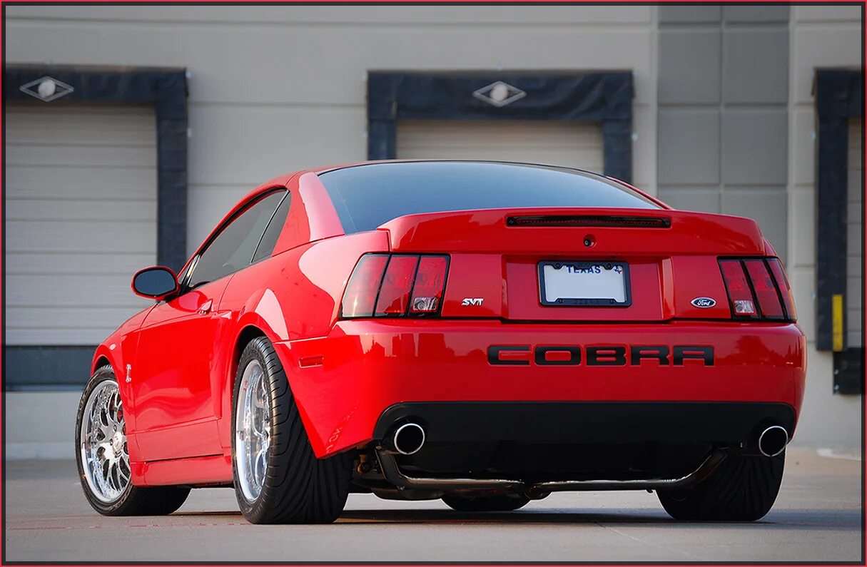 Cobra edge. Форд Мустанг Кобра 2004. Форд Мустанг свт Кобра. Форд Мустанг Кобра 2000. Ford Mustang Cobra Terminator.