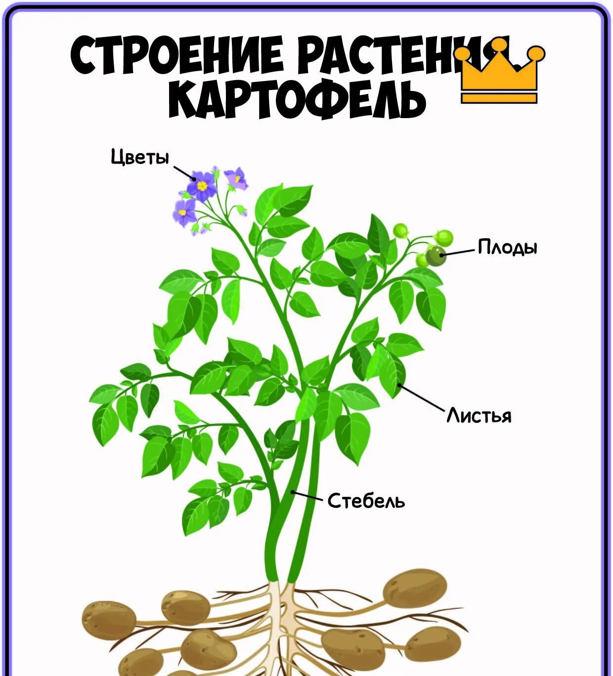 Почему строение растения казались никите тайными людьми. Различия между клетками растений животных грибов и бактерий. Строение цветка покрытосеменных. Строение части стебля корневище. Строение растения тычинка пестик.