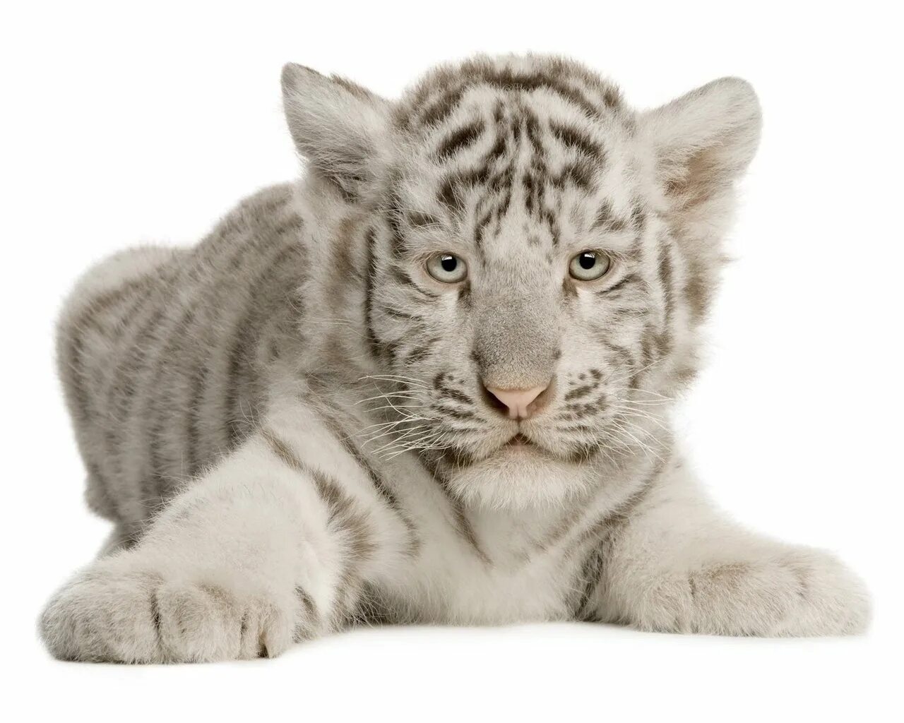 Белый Тигренок. Животные на белом фоне. Тигр на белом фоне. Тигренок на белом фоне.
