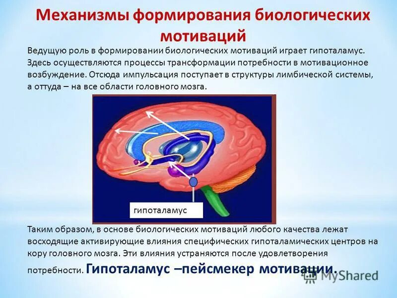 Принадлежит ведущая роль в развитии. Механизмы биологической мотивации. Формирование биологических мотиваций. Мотивационное возбуждение физиология. Роль лимбической системы в формировании мотиваций.