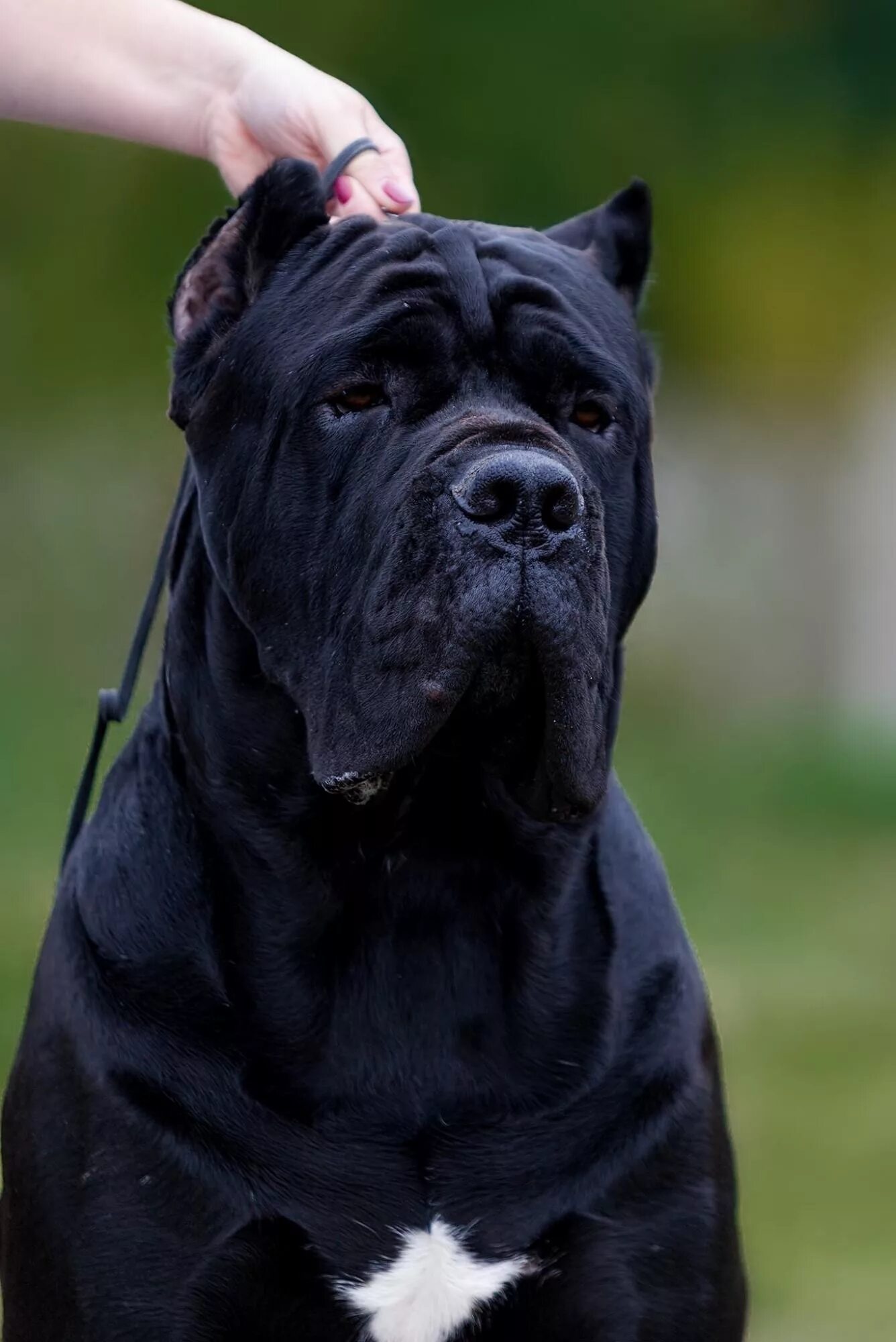 Картина по номерам "Собака Кане корсо ценок, чернобелая 40x50" EVEE-canecorso-00