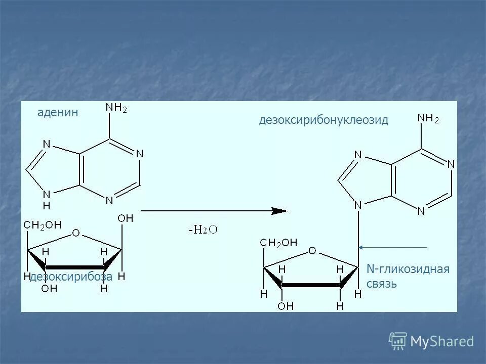 Нуклеотиды аденин тимин. Пиримидиновые урацил тимин цитозин. Аденин структура. Пуриновые нуклеиновые основания. Содержащего аденин.