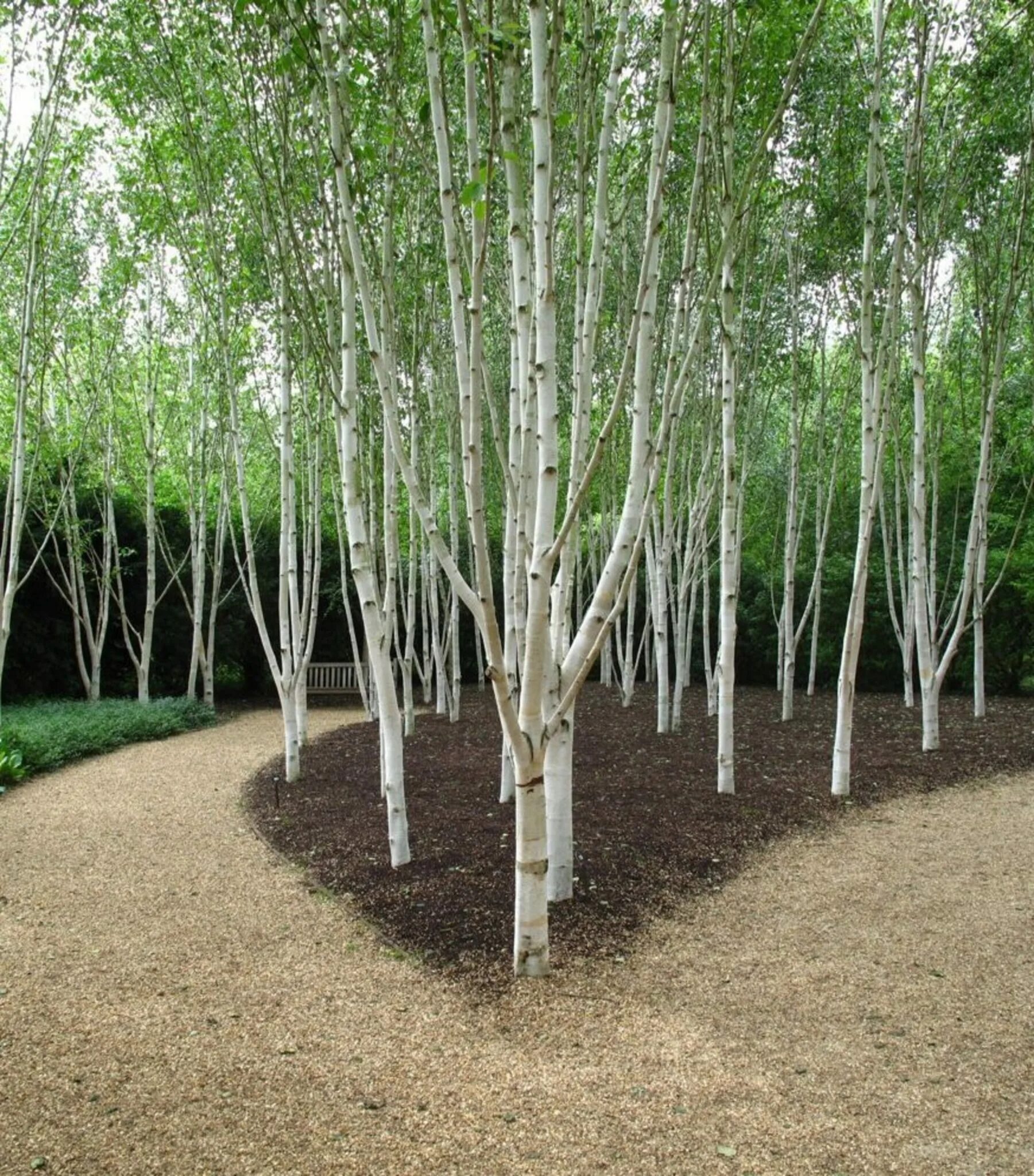 Береза как тип дерева 6 букв. Береза жакмана. betula utilis jacquemontii. береза повислая многоствольная. betula utilis &#039;silver shadow&#039;.
