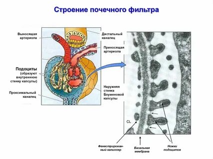 Почечная фильтрация